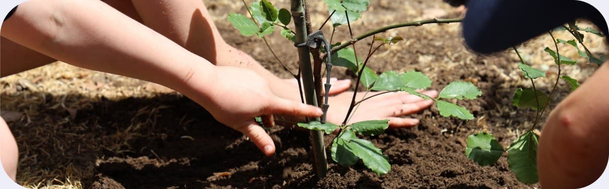 Students kneeling to press soil around a newly planted sapling